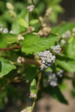 Amerikaanse Sering (Ceanothus 'Gloire De Versailles') -Planten Verkoopwinkel ceanothus gloire de versaille 2