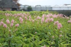 Amerikaanse Sering (Ceanothus 'Marie Simon') -Planten Verkoopwinkel ceanothus marie simon 1