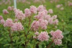 Amerikaanse Sering (Ceanothus 'Marie Simon') -Planten Verkoopwinkel ceanothus marie simon 3