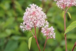 Amerikaanse Sering (Ceanothus 'Marie Simon') -Planten Verkoopwinkel ceanothus marie simon 4