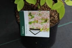 Amerikaanse Sering (Ceanothus 'Marie Simon') -Planten Verkoopwinkel ceanothus pallidus marie simon