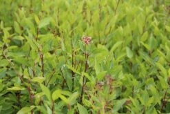 Amerikaanse Sering (Ceanothus 'Marie Simon') -Planten Verkoopwinkel ceanothus pallidus marie simon 2