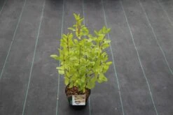 Amerikaanse Sering (Ceanothus 'Marie Simon') -Planten Verkoopwinkel ceanothus pallidus marie simon 4