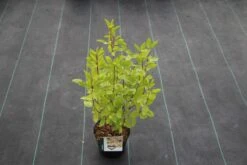 Amerikaanse Sering (Ceanothus 'Marie Simon') -Planten Verkoopwinkel ceanothus pallidus marie simon 5