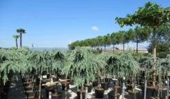 Treurceder Op Stam (Cedrus Libani 'Glauca Pendula') -Planten Verkoopwinkel cedrus