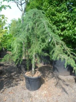 Treurceder (Cedrus Deodara 'Pendula') 18 Treurceder (Cedrus Deodara 'Pendula') -Planten Verkoopwinkel cedrus deodara pendula 20 25ho c110