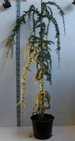 Treurceder Op Stam (Cedrus Libani 'Glauca Pendula') -Planten Verkoopwinkel cedrus l glauca pendula 175 200 cm co. 30l kopie