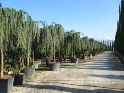 Treurceder Als Boom (Cedrus Libani 'Glauca Pendula') -Planten Verkoopwinkel cedrus libani glauca pendula 2 1