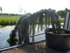 Treurceder Op Stam (Cedrus Libani 'Glauca Pendula') -Planten Verkoopwinkel cedrus libani glauca pendula halfstam c1000 solitair 1