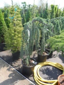 Treurceder Op Stam (Cedrus Libani 'Glauca Pendula') -Planten Verkoopwinkel cedrus libani glauca pendula halfstam c35