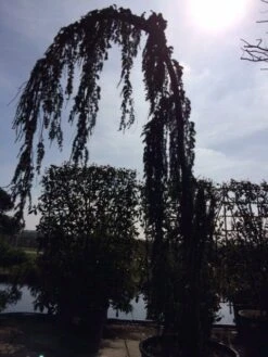 Treurceder Als Boom (Cedrus Libani 'Glauca Pendula') -Planten Verkoopwinkel cedrus libanica glauca pendula solitair geveerd