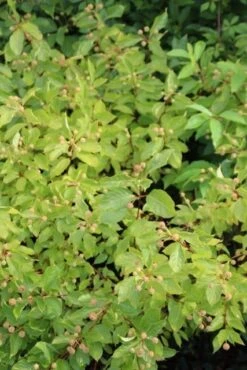 Kogelbloem (Cephalanthus Occidentalis) -Planten Verkoopwinkel cephalanthus occidentalis 1