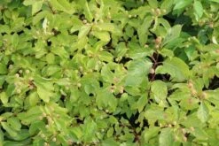 Kogelbloem (Cephalanthus Occidentalis) -Planten Verkoopwinkel cephalanthus occidentalis 2