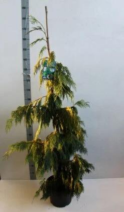Cypres (Chamaecyparis Nootkatensis 'Pendula') -Planten Verkoopwinkel chamacyparis n pendula 100 125 cm co. 10l b kopie
