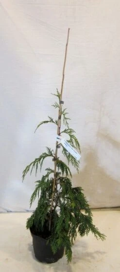 Cypres (Chamaecyparis Nootkatensis 'Pendula') -Planten Verkoopwinkel chamacyparisnpendula050 060