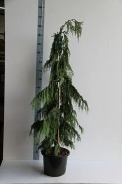 Cypres (Chamaecyparis Nootkatensis 'Pendula') -Planten Verkoopwinkel chamaecyparis n. pendula 125 150 cm co. 12l v