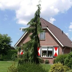 Cypres (Chamaecyparis Nootkatensis 'Pendula') -Planten Verkoopwinkel chamaecyparis nootk. pendula