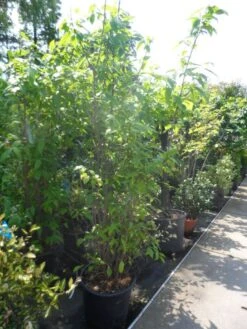 Winterzoet (Chimonanthus Praecox) -Planten Verkoopwinkel chimonanthus praecox 175 200 250 c50