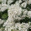 Choisya (Choisya Ternata 'White Dazzler') -Planten Verkoopwinkel choisya white dazzler 05