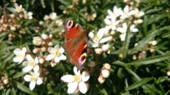 Choisya (Choisya Ternata 'White Dazzler') -Planten Verkoopwinkel choisya white dazzler butterfly
