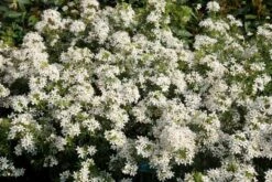 Choisya (Choisya Ternata 'White Dazzler') -Planten Verkoopwinkel choisya white dazzler 20