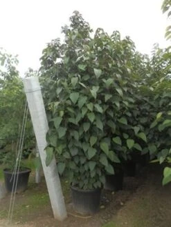 Pindakaasboom (Clerodendrum Trichotomum Fargesii) -Planten Verkoopwinkel clerodendrum trich. purple blaze11 1