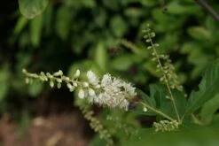 Schijnels (Clethra Alnifolia) -Planten Verkoopwinkel clethra alnifolia 1