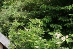 Schijnels (Clethra Alnifolia) -Planten Verkoopwinkel clethra alnifolia 2