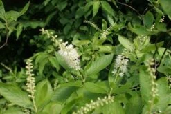 Schijnels (Clethra Alnifolia) -Planten Verkoopwinkel clethra alnifolia 3