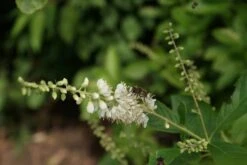 Schijnels (Clethra Alnifolia) -Planten Verkoopwinkel clethra alnifolia 4