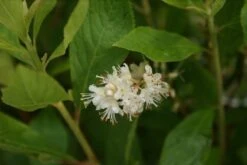 Schijnels (Clethra Alnifolia) -Planten Verkoopwinkel clethra alnifolia 5