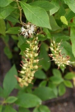 Schijnels (Clethra Alnifolia) -Planten Verkoopwinkel clethra alnifolia 6