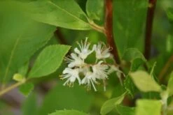 Schijnels (Clethra Alnifolia) -Planten Verkoopwinkel clethra alnifolia 7