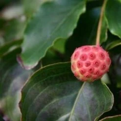 Kornoelje (Cornus Kousa 'China Girl') -Planten Verkoopwinkel cornus kousa china girl