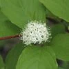 Kornoelje (Cornus Alba 'Sibirica') -Planten Verkoopwinkel cornus alba sibirica 1