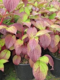 Kornoelje (Cornus Alba 'Sibirica') -Planten Verkoopwinkel cornus alba sibirica 1