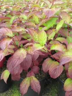 Kornoelje (Cornus Alba 'Sibirica') -Planten Verkoopwinkel cornus alba sibirica 2