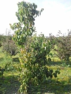 Veelbloemige Kornoelje (Cornus Florida 'Cloud Nine') -Planten Verkoopwinkel cornus florida 180
