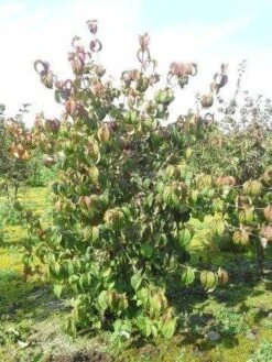 Kornoelje (Cornus Kousa 'China Girl') -Planten Verkoopwinkel cornus kousa 180 2