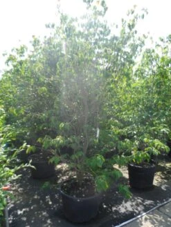 Kornoelje (Cornus Kousa 'China Girl') -Planten Verkoopwinkel cornus kousa china girl 200 250 c90