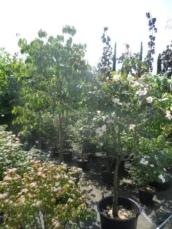 Japanse Kornoelje (Cornus Kousa) -Planten Verkoopwinkel cornus kousa in soorten halfstam c50