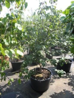 Japanse Kornoelje (Cornus Kousa) -Planten Verkoopwinkel cornus kousa satomi 150 175 200