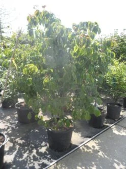 Japanse Kornoelje (Cornus Kousa) -Planten Verkoopwinkel cornus kousa satomi 200 225