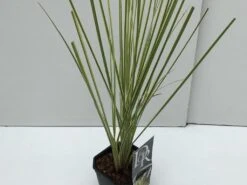 Dwerg Pampasgras (Cortaderia Selloana 'Mini Goldpampas') -Planten Verkoopwinkel cortaderia mini goldpampas v2