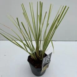 Dwerg Pampasgras (Cortaderia Selloana 'Mini Goldpampas')