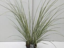 Dwerg Pampasgras (Cortaderia Selloana 'Mini Goldpampas') -Planten Verkoopwinkel cortaderia mini goldpampas v5