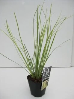 Dwerg Pampasgras (Cortaderia Selloana 'Mini Goldpampas') -Planten Verkoopwinkel cortaderia mini goldpampas v2