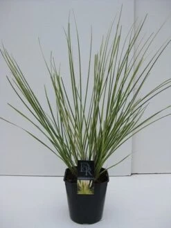 Dwerg Pampasgras (Cortaderia Selloana 'Mini Goldpampas') -Planten Verkoopwinkel cortaderia mini goldpampas v5