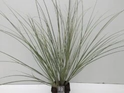 Dwergpampasgras (Cortaderia Selloana 'Mini Silverpampas') -Planten Verkoopwinkel cortaderia mini silverpampas v5