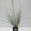 Dwergpampasgras (Cortaderia Selloana 'Mini Silverpampas') -Planten Verkoopwinkel cortaderia sell. mini silverpampas c5